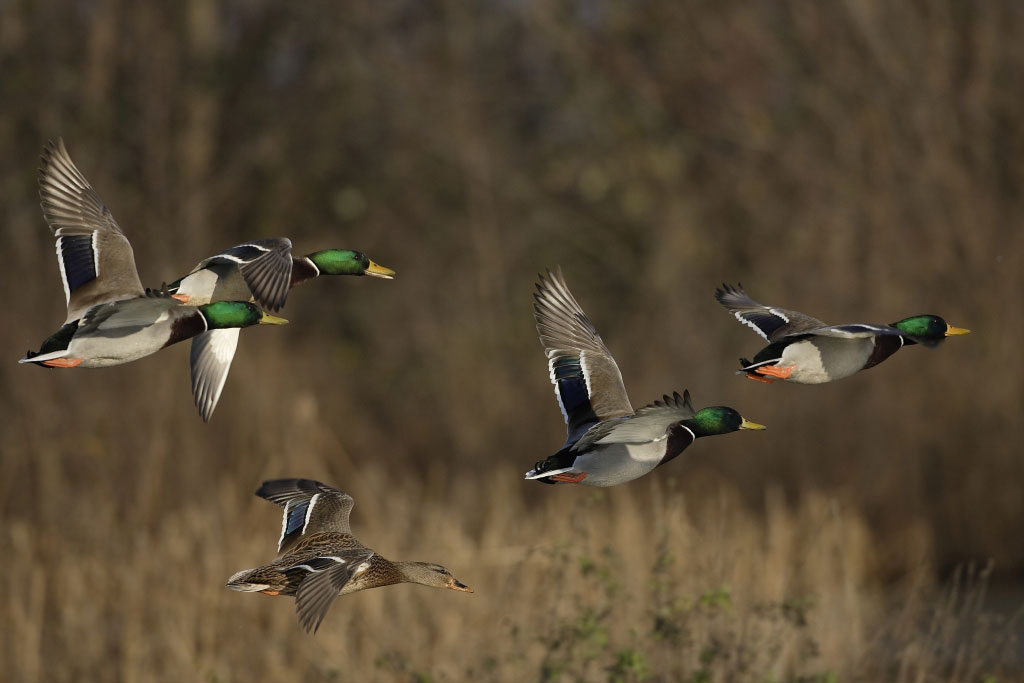 flying mallard ducks