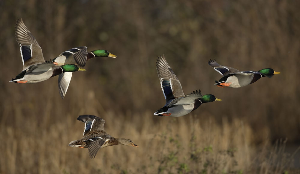 flying mallards