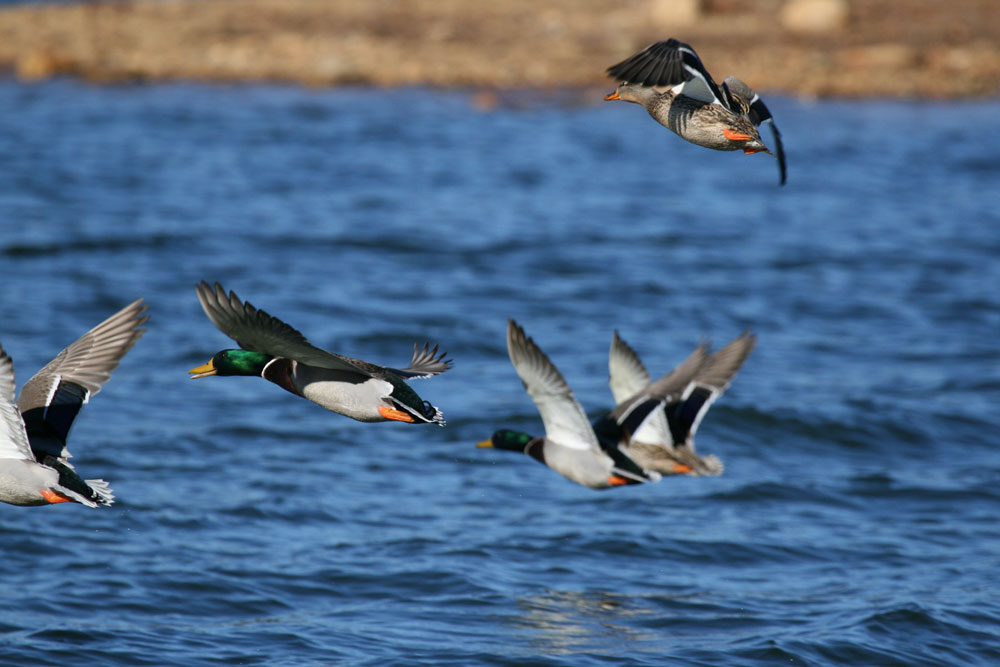 flying mallards