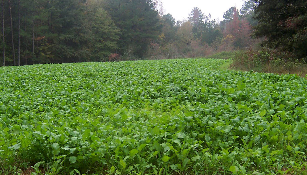 food plot for deer