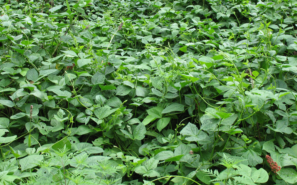 food plot forage