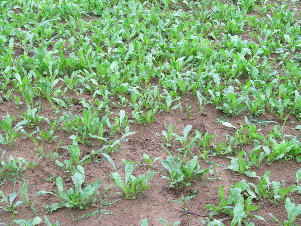 browsed food plot