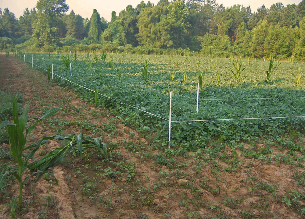 food plot protection