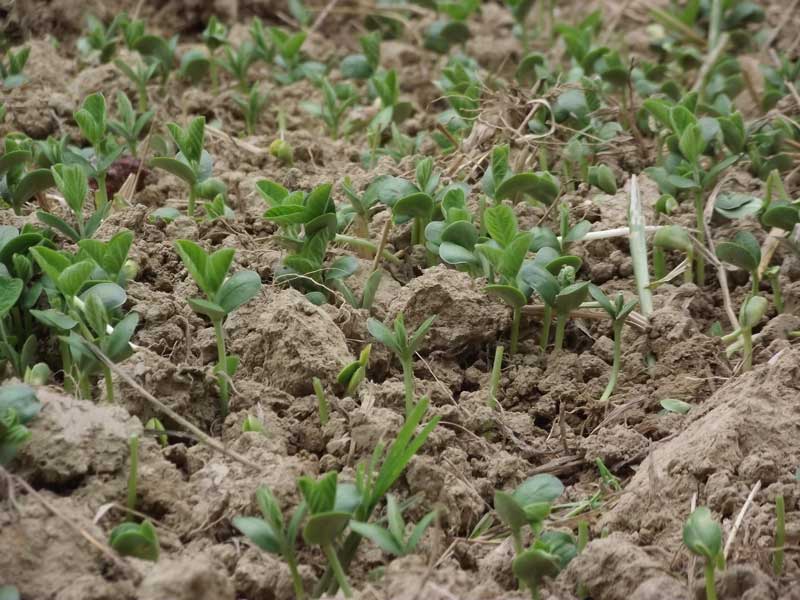 food plot seed coverage