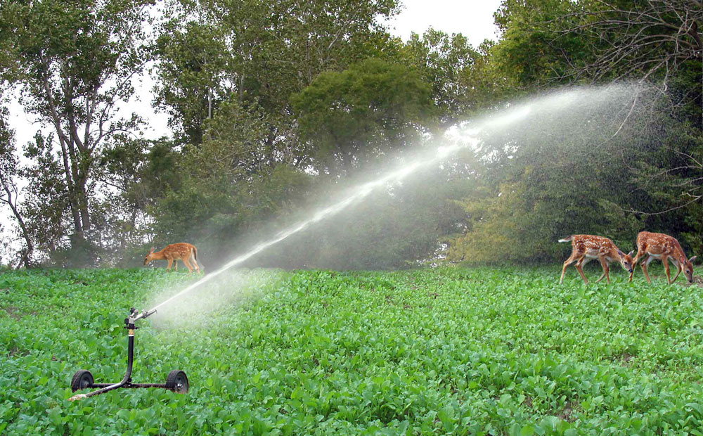 sprinkler in food plot