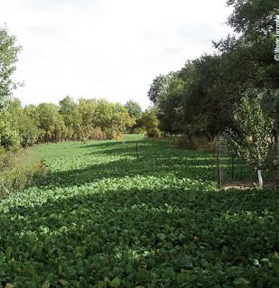 food plot