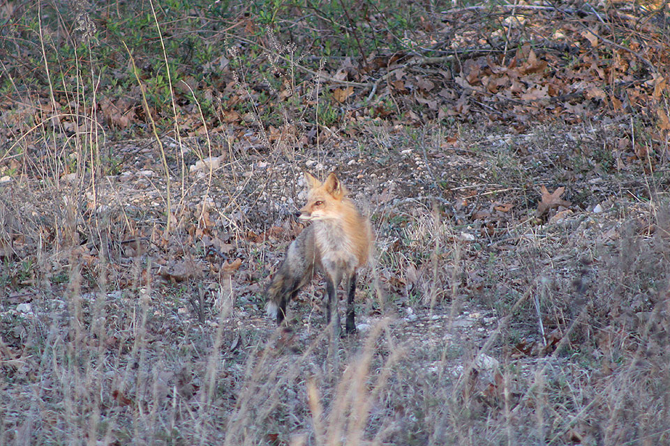 RED FOX Lure & Scent - for attracting & trapping fox and coyotes