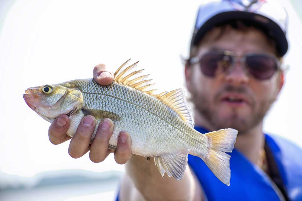 freshwater drum fish