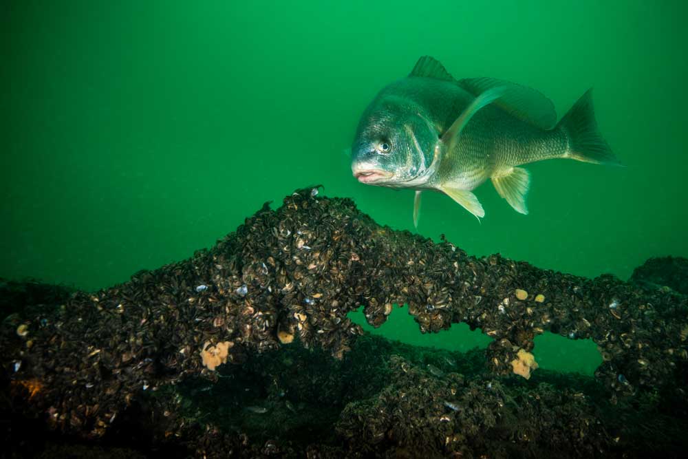 freshwater drum fish