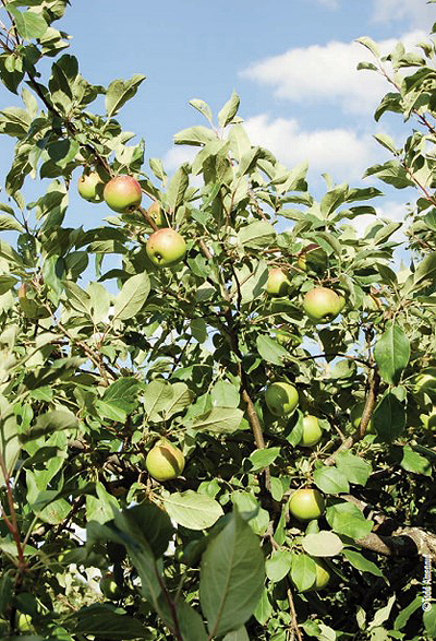 fruit trees