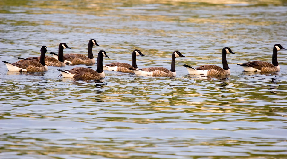 geese swimming