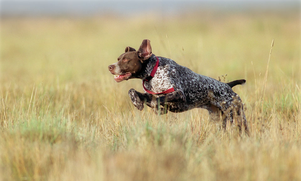 German Shorthaired Pointer