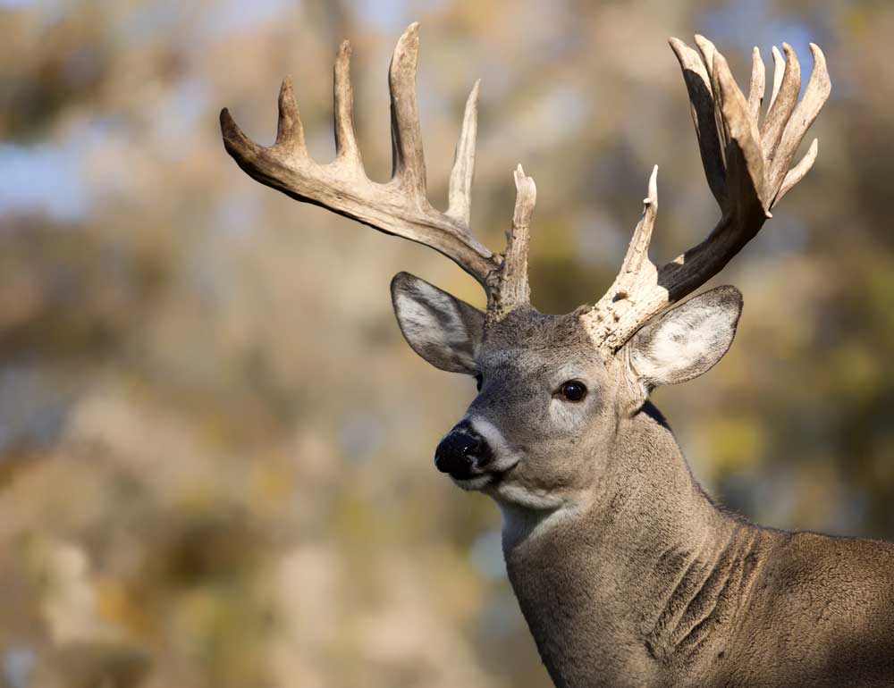 giant whitetail buck