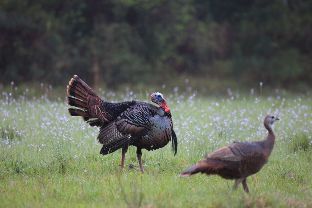 gobbler with hen