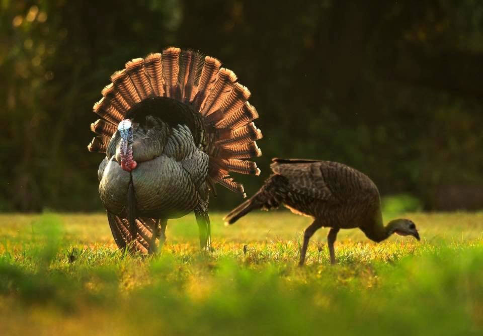 gobbler with hen