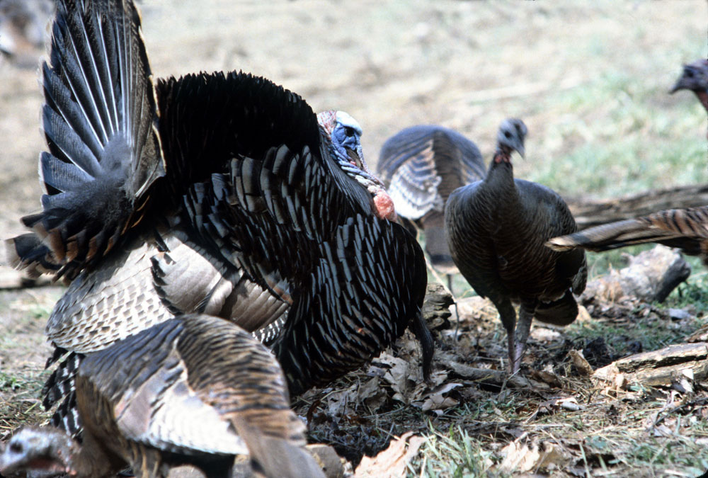 gobbler with hens