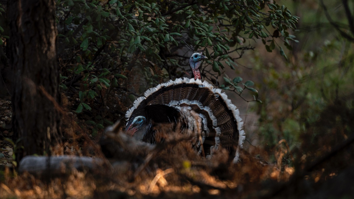 two gobblers