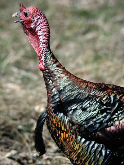 gobbling turkey