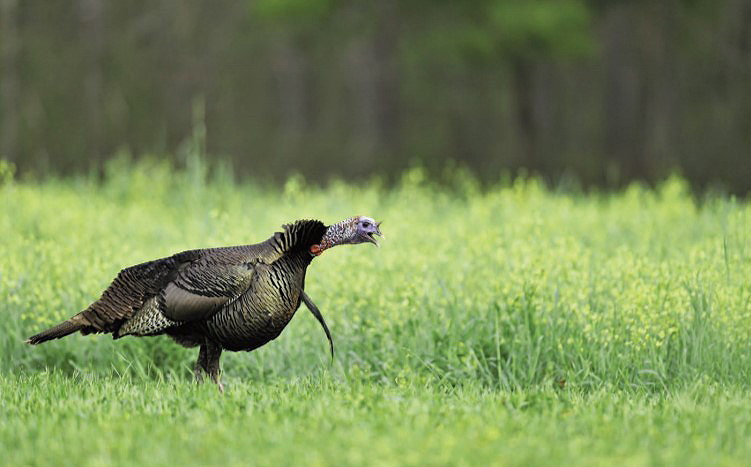 gobbling turkey