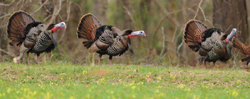 gobbling turkeys