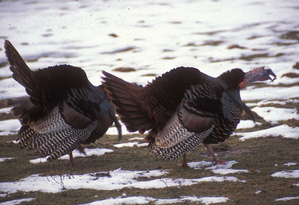 gobbling turkeys in snow