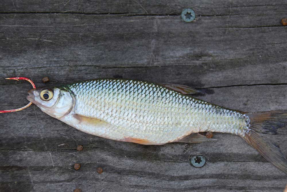 Golden Shiner bait fish