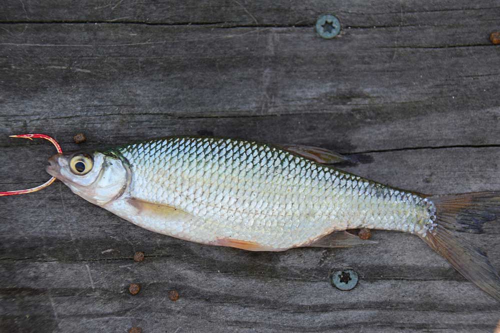 Forage Fish for Trophy Bass Pond Management