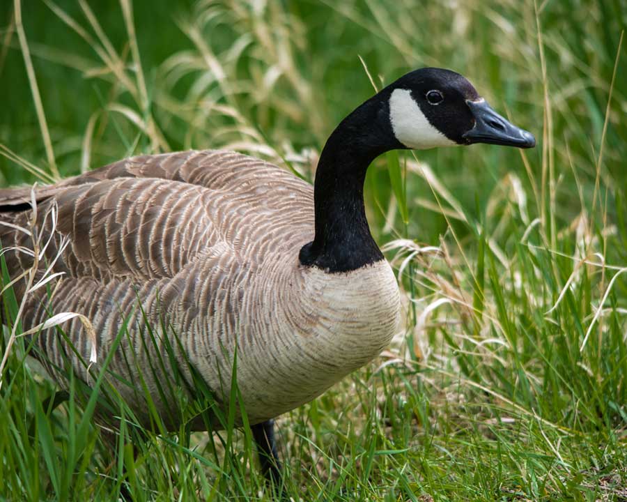goose in grass