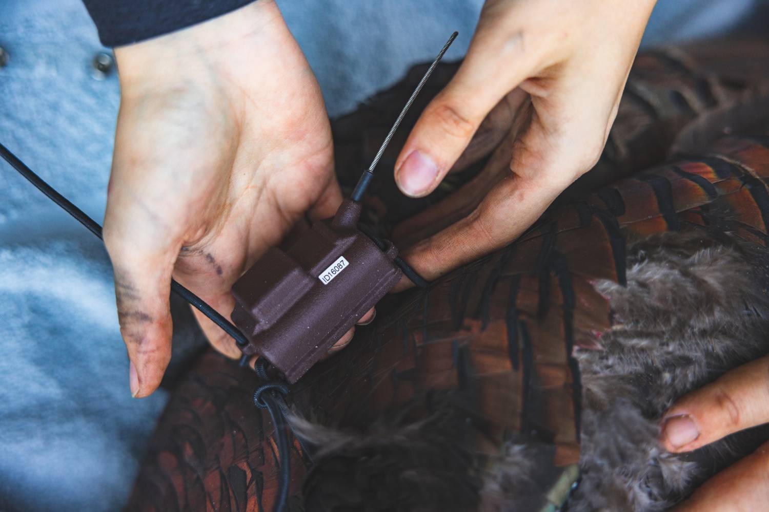 gps locator