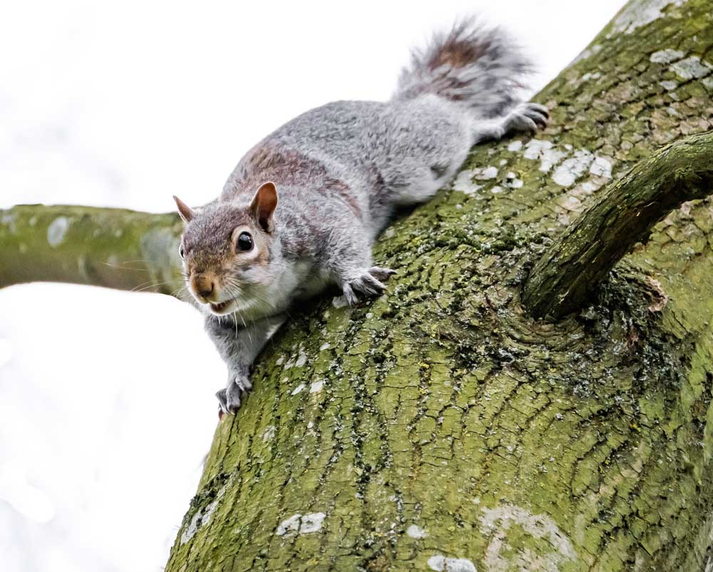 gray squirrel