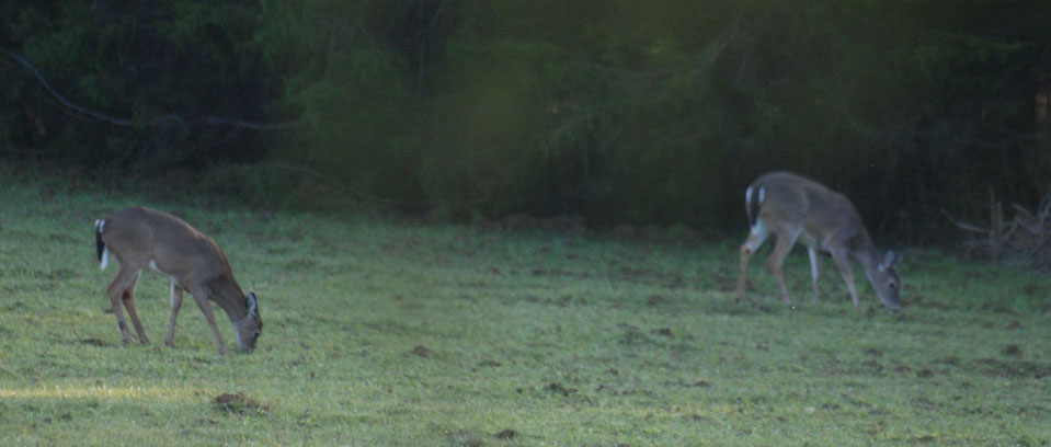 deer grazing in field