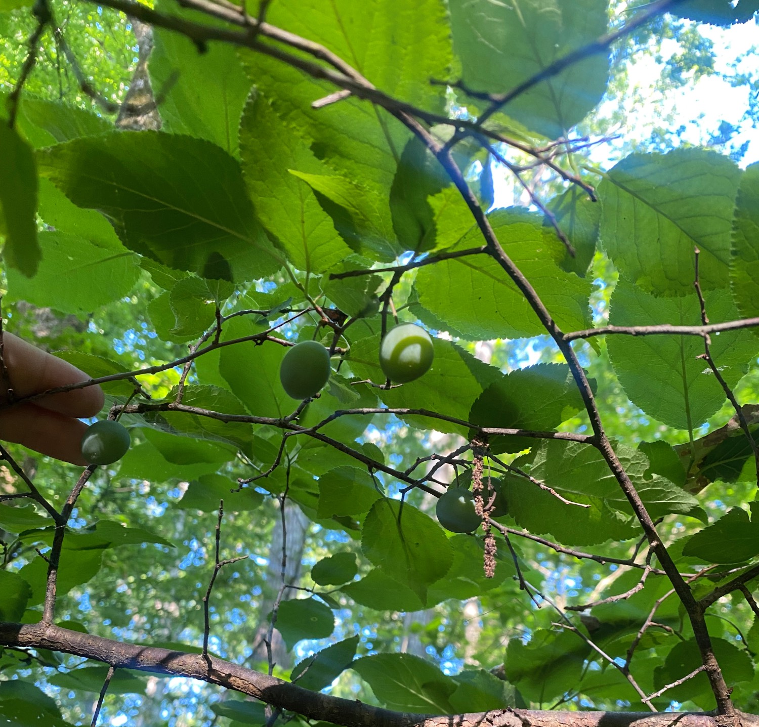 green Mexican plums