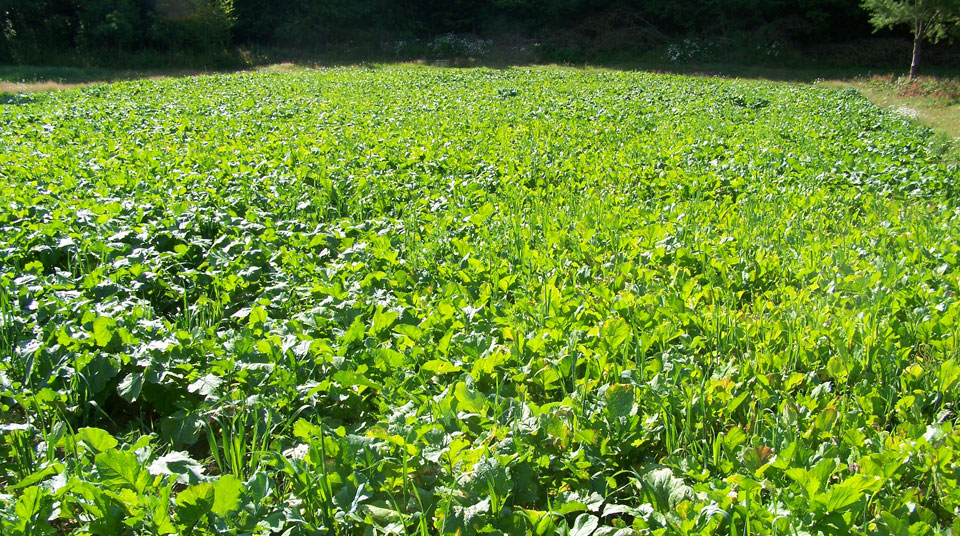 green field for deer