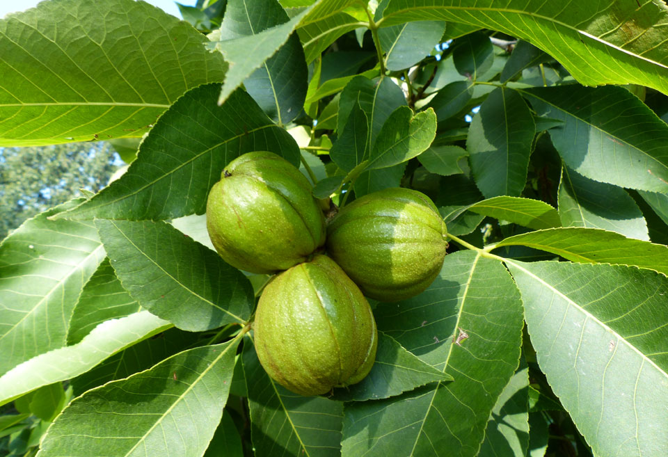 shagbark hickory nuts