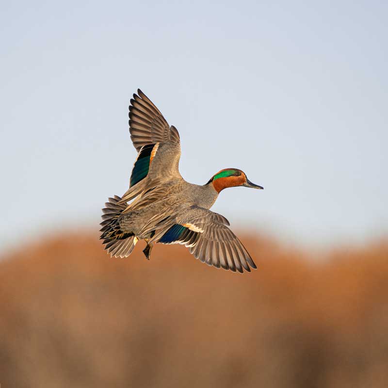 green winged teal