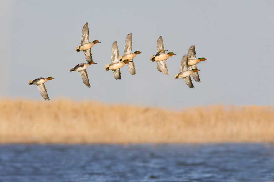green winged teal flock