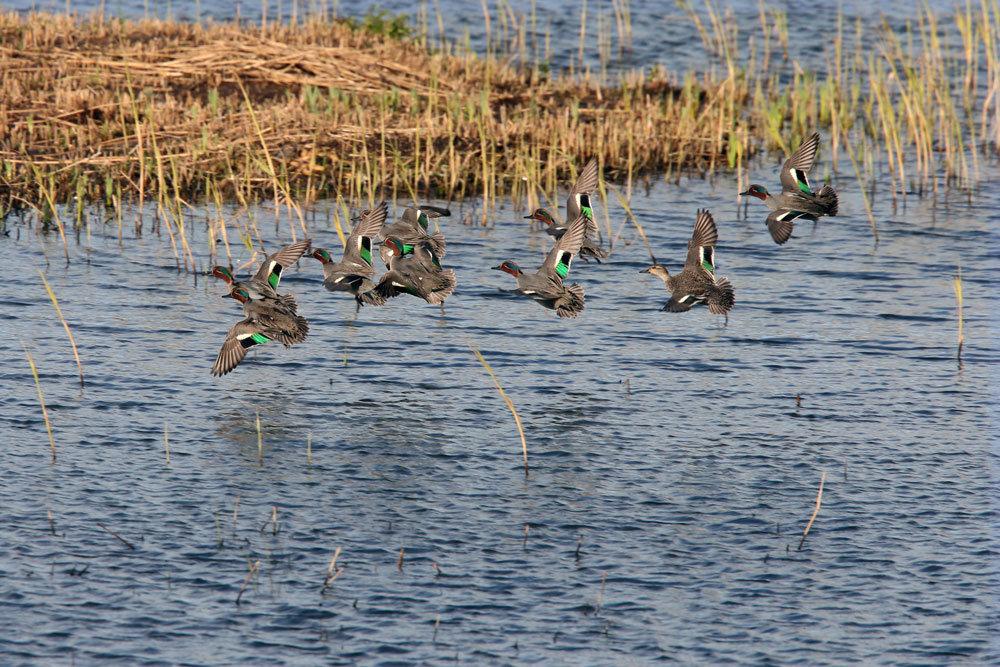 green-winged teal