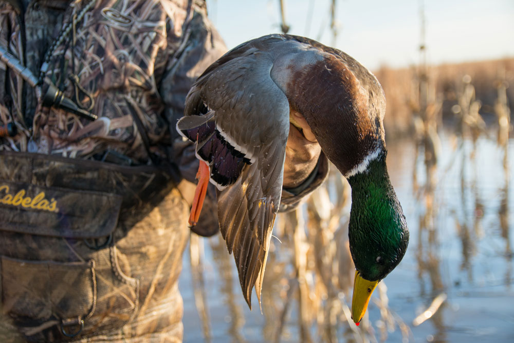 mallard drake