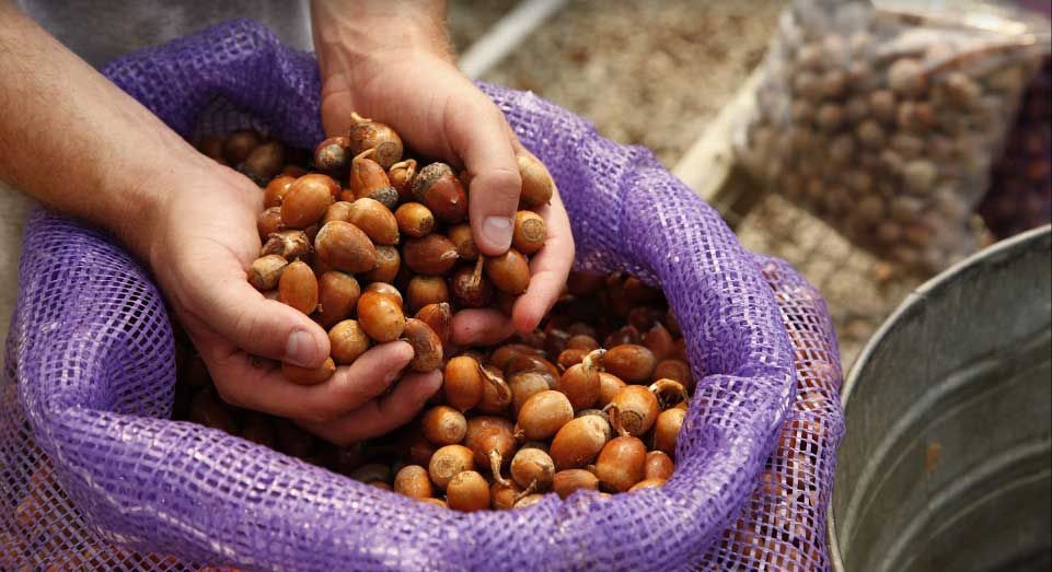 hand full of acorns