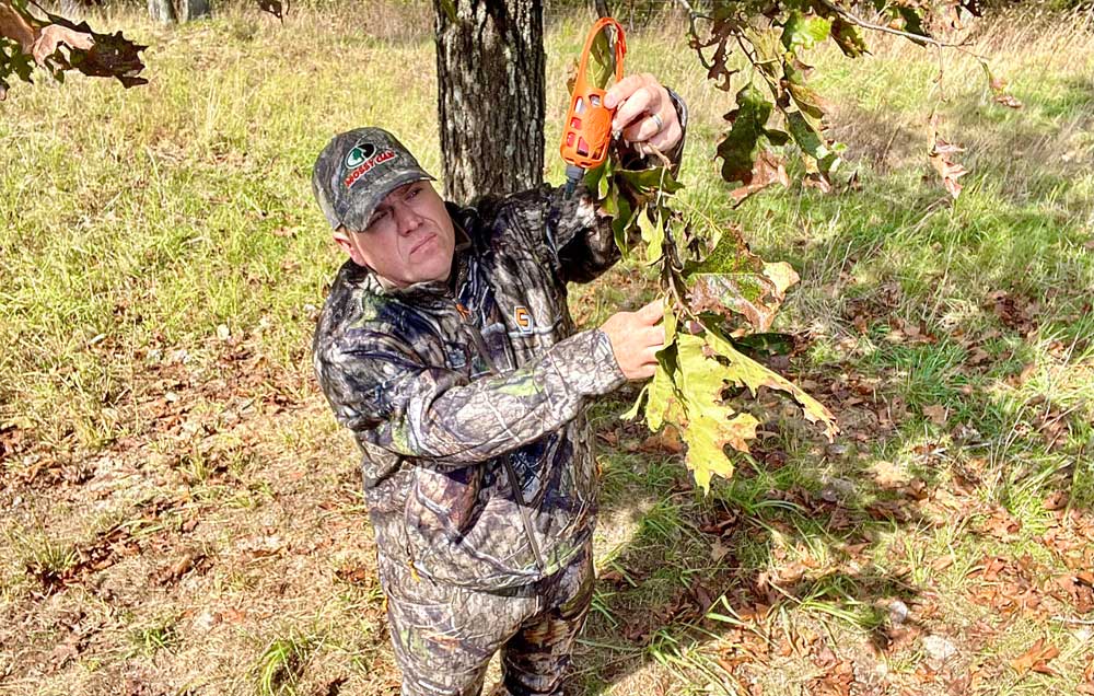 hanging doe scent