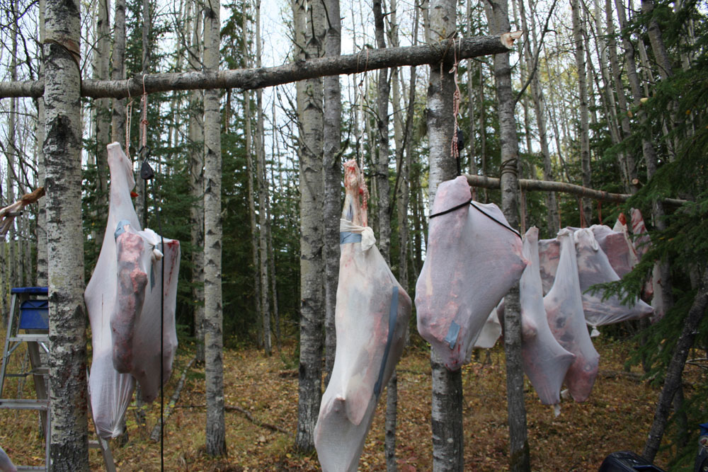 hanging wild game carcasses