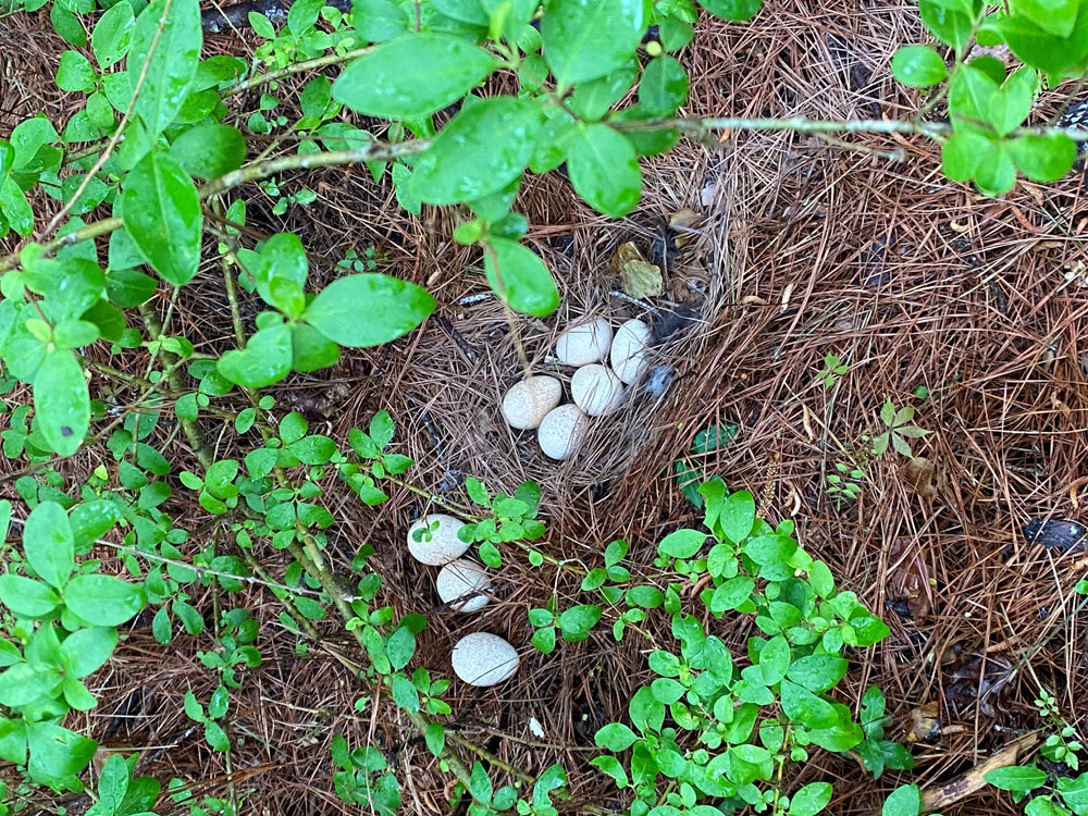 hen nest in wild