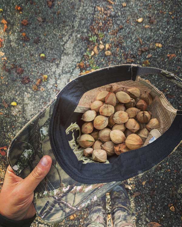 hickory nuts