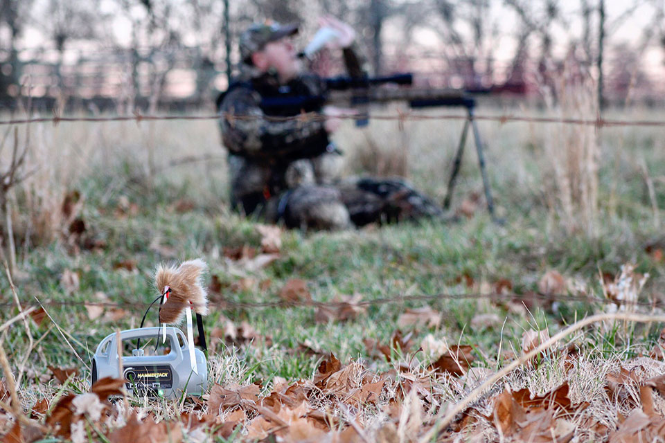 calling high pressure coyotes