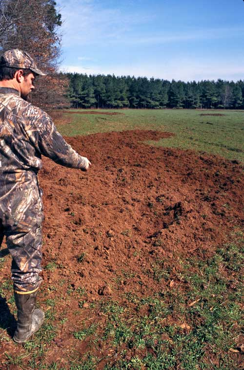 hog destroyed field