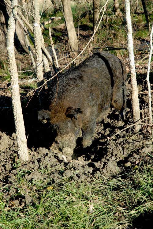 hog rooting soil