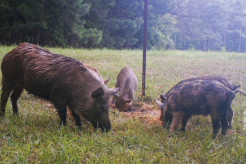 hogs at bait site