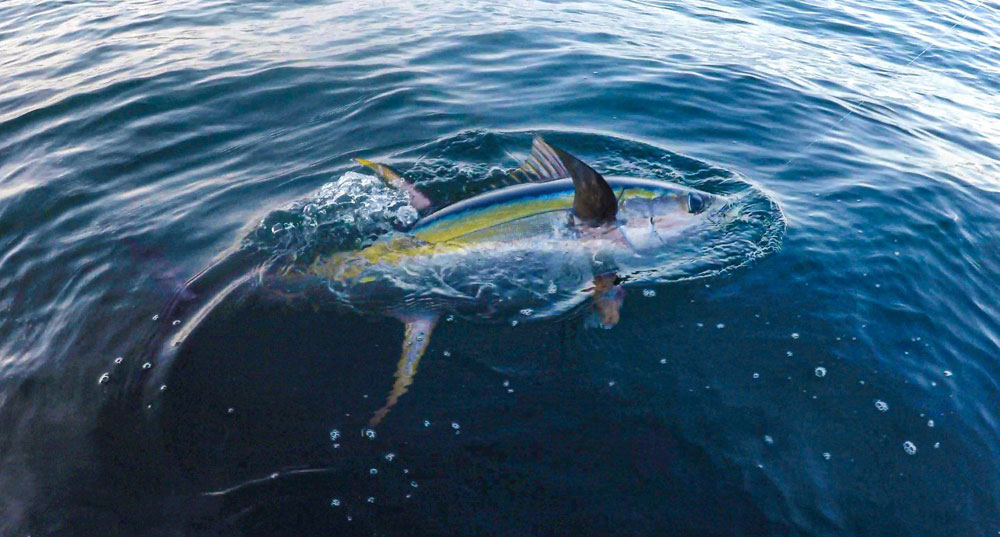 hooked tuna