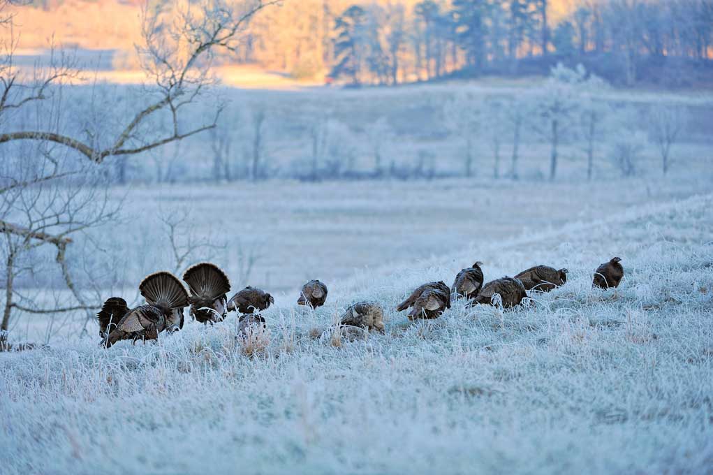 how turkeys survive winter