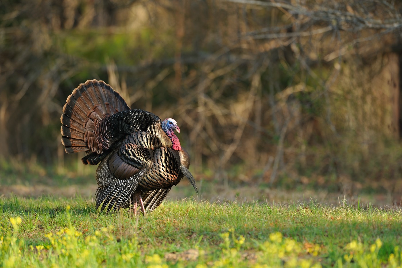 hung up gobbler